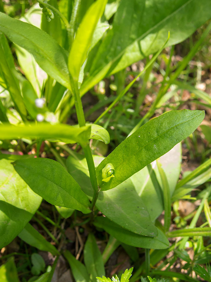 Myosotis scorpioides ?